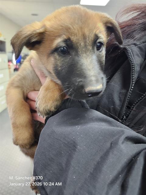 ARYA - Belgian Shepherd Malinois available for adoption