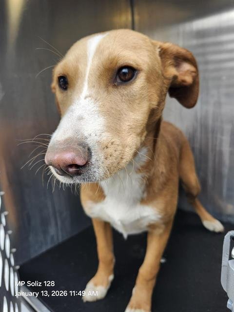 SALLY - Labrador Retriever available for adoption