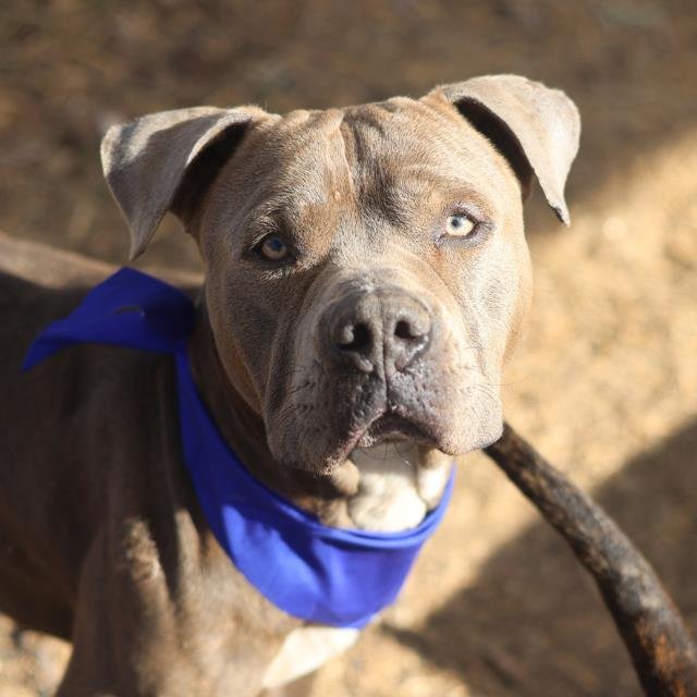 MAURICE - American Staffordshire Terrier available for adoption