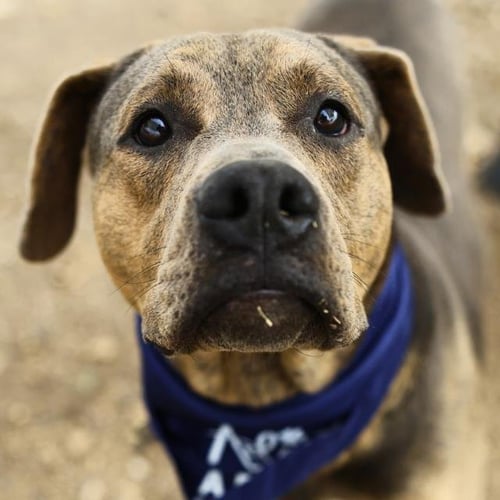 THOR - American Staffordshire Terrier available for adoption