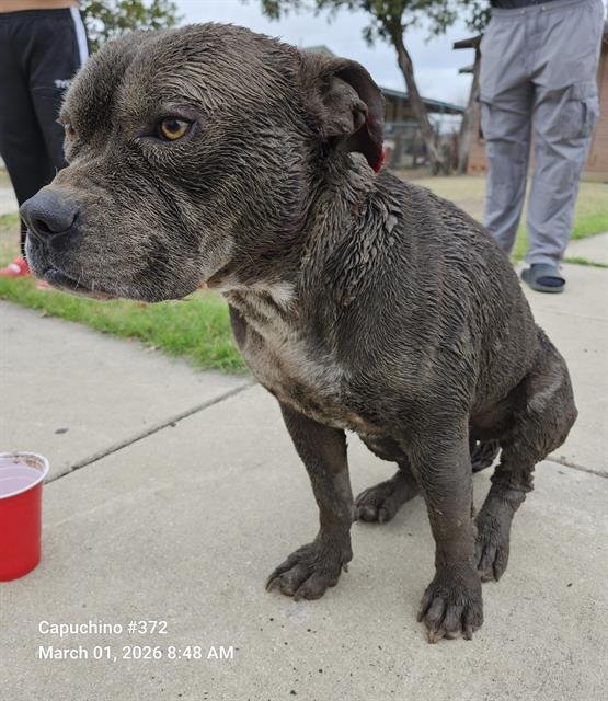 ROADIE - American Staffordshire Terrier available for adoption