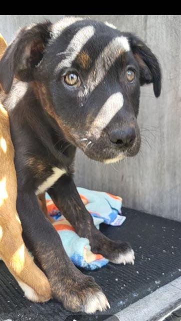 BOBBET - Labrador Retriever available for adoption