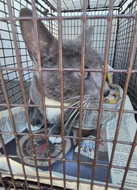 RELISH - Domestic Short Hair available for adoption