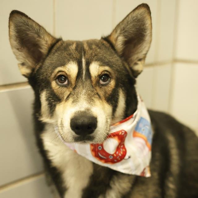 SHILO - Siberian Husky available for adoption