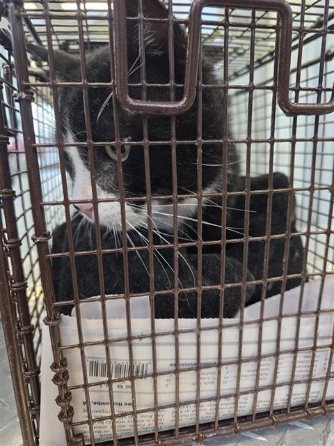 STEAKHACHE - Domestic Short Hair available for adoption