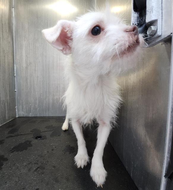 BLANCA - Terrier available for adoption