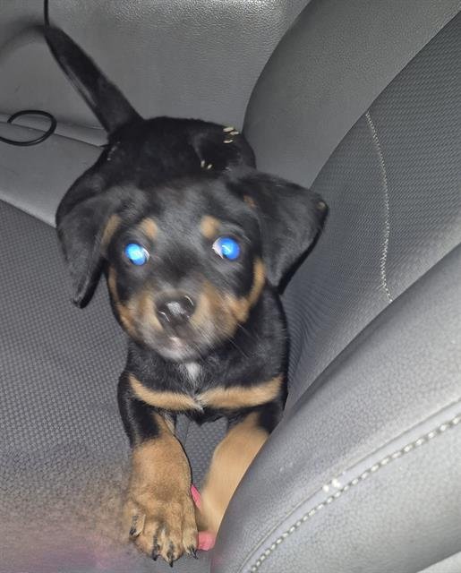 ROXY - Labrador Retriever available for adoption