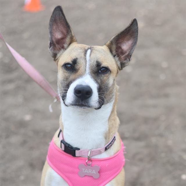 TARA - Terrier available for adoption