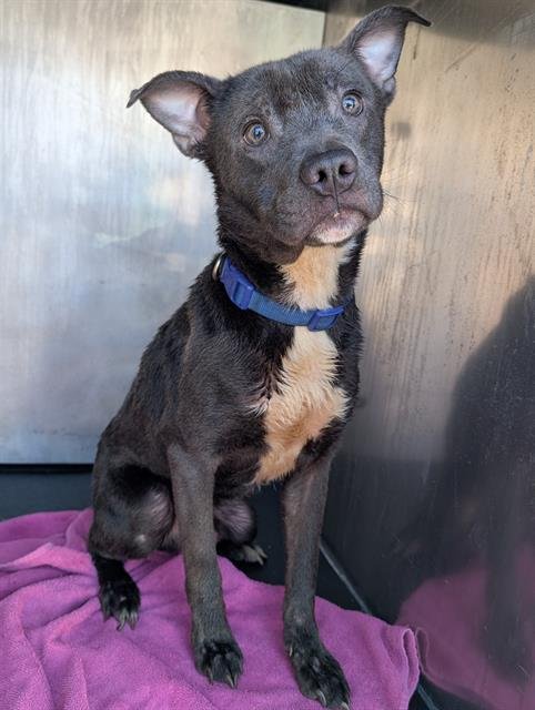 BOOGIE-WOOGIE - American Pit Bull Terrier available for adoption