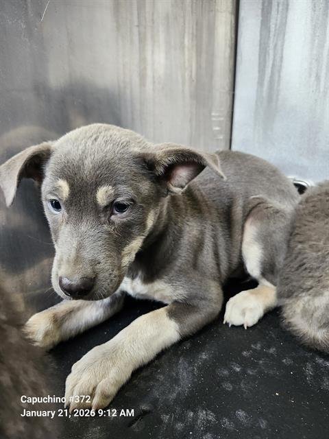 SALEENA - Husky / German Shepherd Dog available for adoption