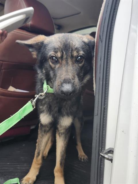 FLACO - German Shepherd Dog available for adoption