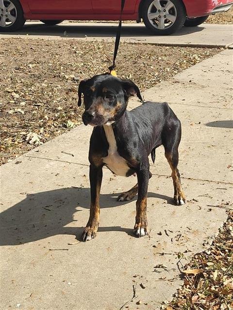 VIOLET - Rottweiler available for adoption
