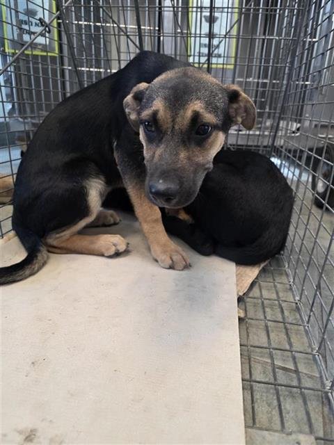 BIANCA - Terrier available for adoption