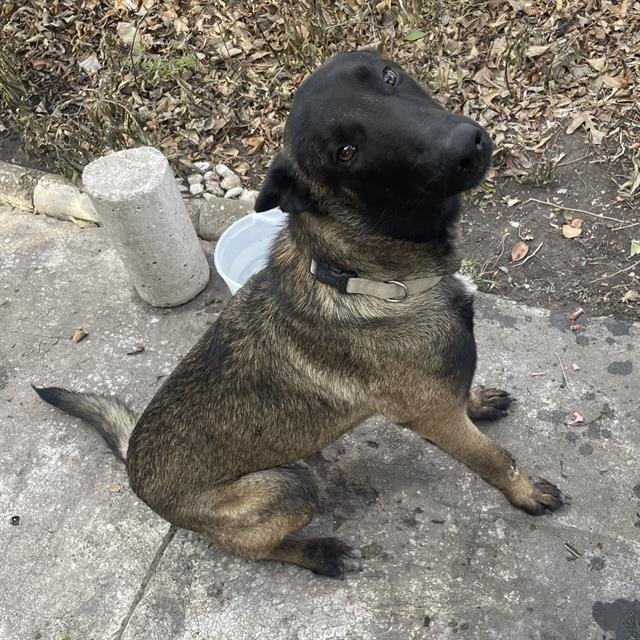 BRUCE - Belgian Shepherd Malinois available for adoption