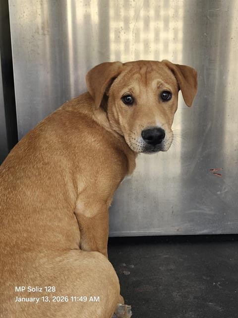 BENNY - Labrador Retriever available for adoption