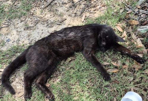 NIOR - Domestic Short Hair available for adoption
