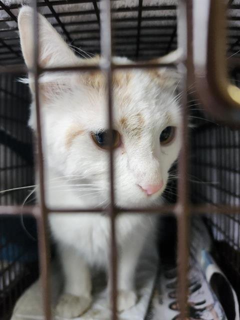 V25-9160 - Domestic Short Hair available for adoption