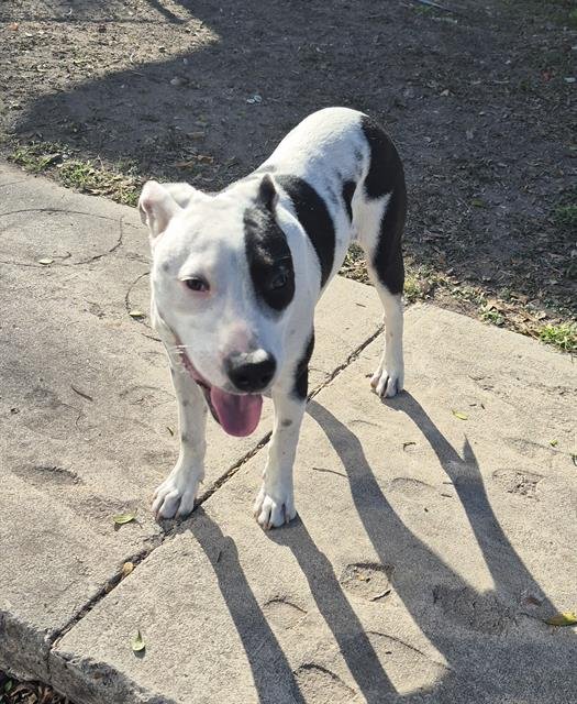 POLAMALU - Terrier available for adoption