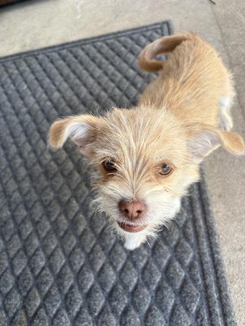 CHASSY - Terrier available for adoption