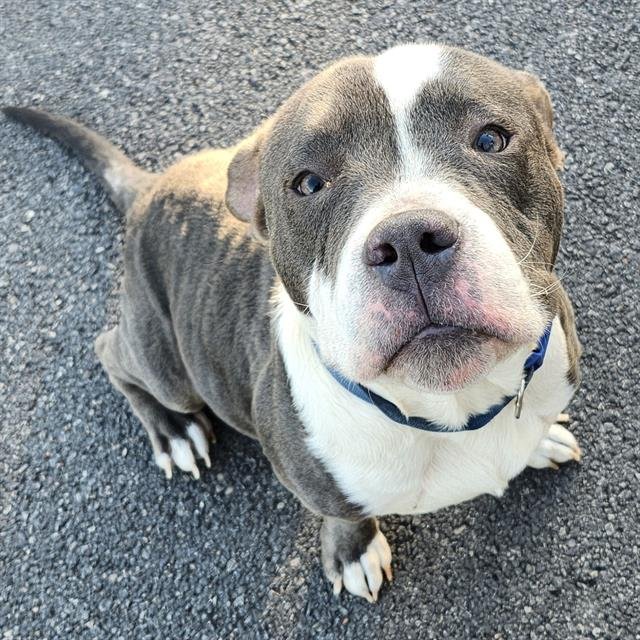 HALO - American Bulldog available for adoption