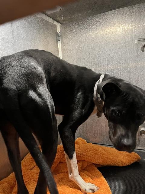 BLUE - American Staffordshire Terrier available for adoption