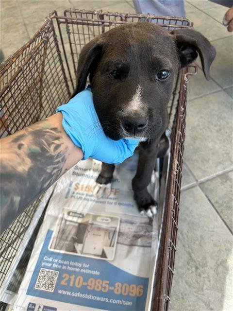 MAXWELL - Labrador Retriever available for adoption