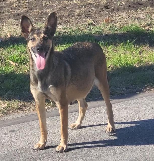 ESPERANZA - German Shepherd Dog available for adoption