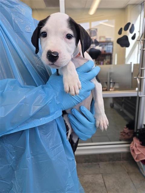 A800459 - American Staffordshire Terrier available for adoption