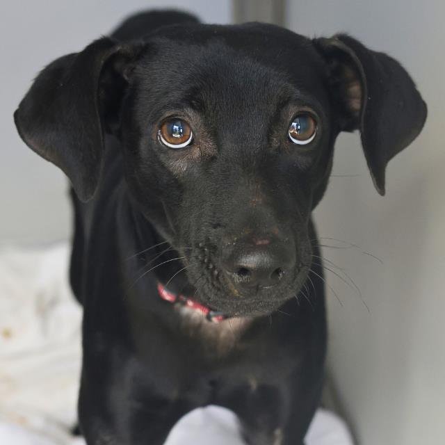 AZABACHE - Patterdale Terrier (Fell Terrier) available for adoption
