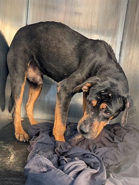 A795190 - Rottweiler available for adoption