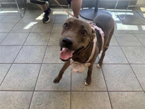 BAILEY - American Staffordshire Terrier available for adoption