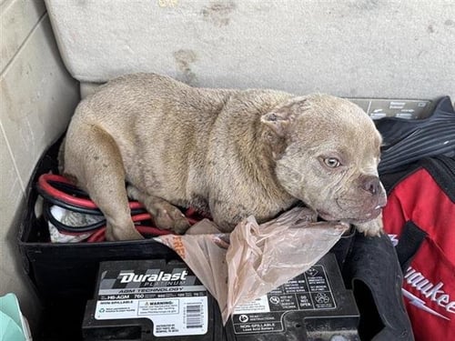 A808210 - Bulldog available for adoption