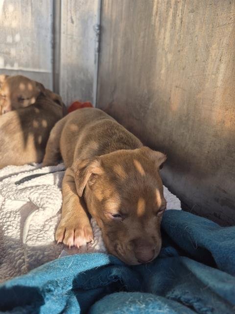 DAN - American Staffordshire Terrier available for adoption