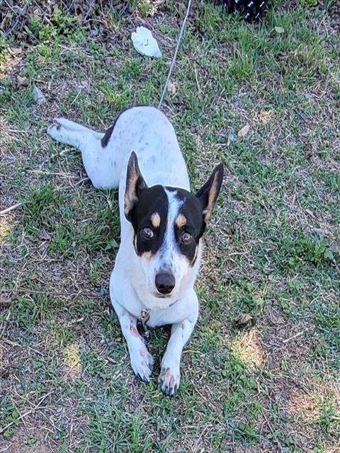 BOY - Rat Terrier available for adoption