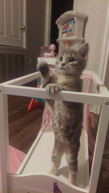 LENA - Domestic Medium Hair available for adoption