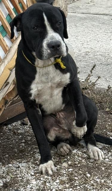 SNOW - American Staffordshire Terrier available for adoption