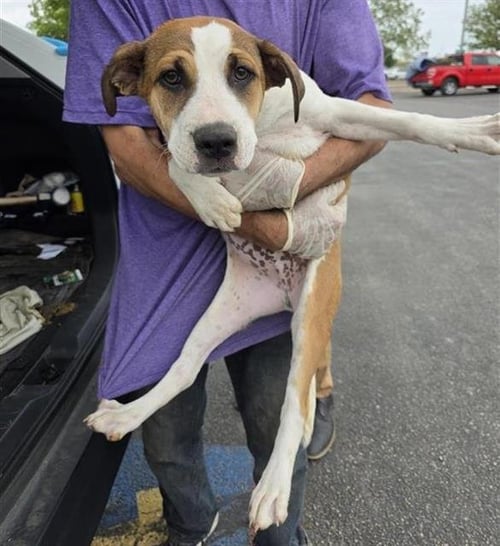 REESE - Labrador Retriever available for adoption