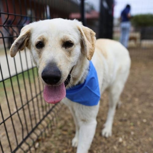 MAPLE - Labrador Retriever / Great Pyrenees available for adoption
