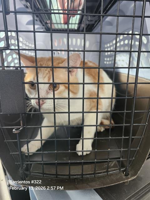 BILLIE - Domestic Short Hair available for adoption