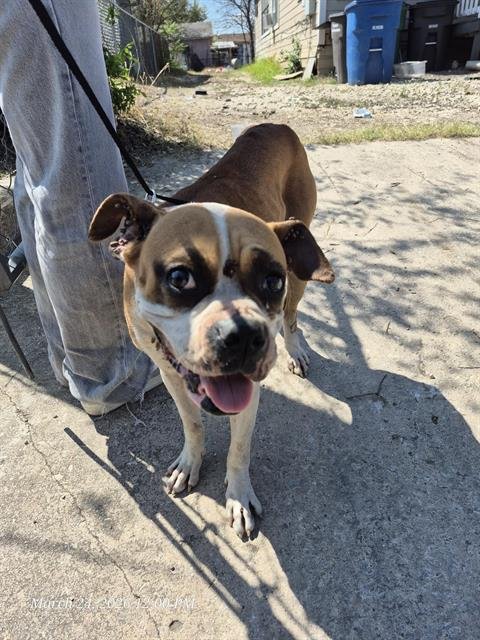 BAILEY - Boxer available for adoption