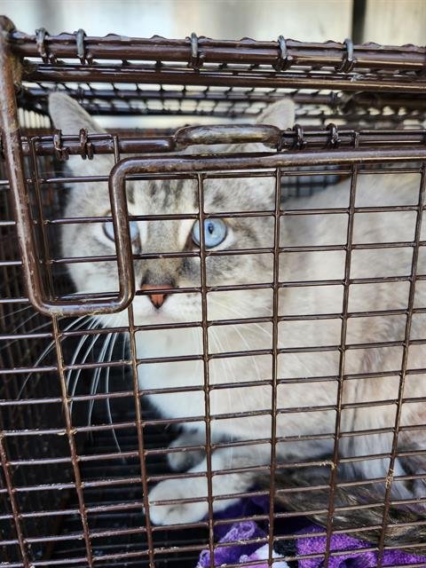 LEO - Domestic Medium Hair available for adoption