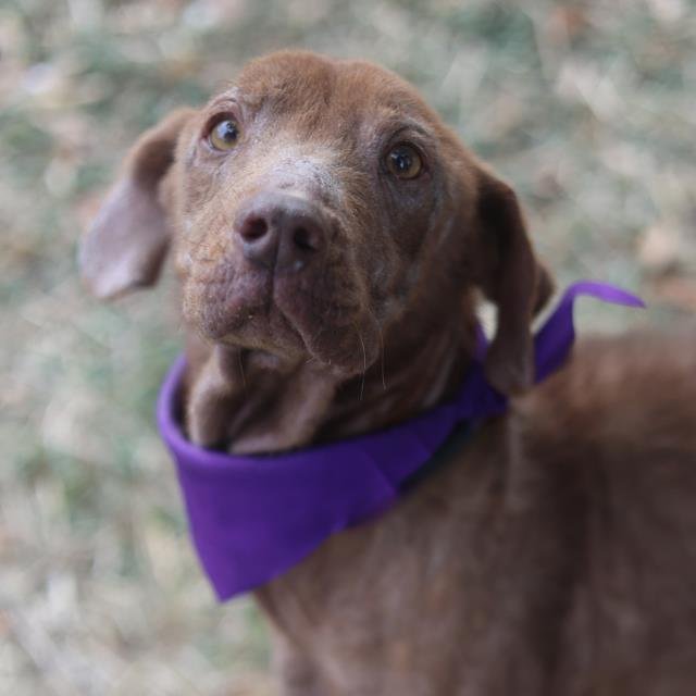 TABITHA - Labrador Retriever available for adoption