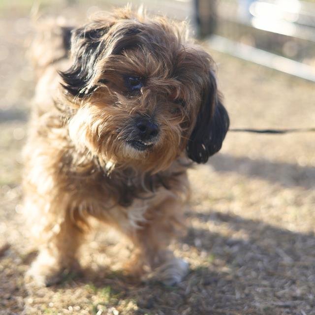 RUSSELL - Shih Tzu / Yorkshire Terrier Yorkie available for adoption