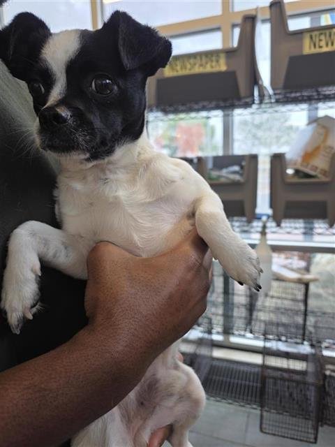 JAKOBIE - Terrier available for adoption