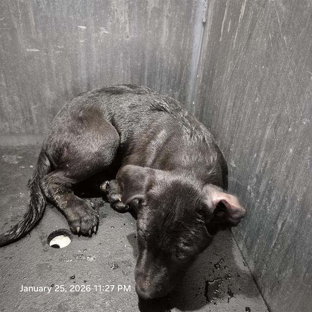 PUPPY 5 - Labrador Retriever available for adoption