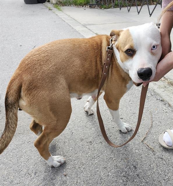 DESTINY - American Staffordshire Terrier available for adoption