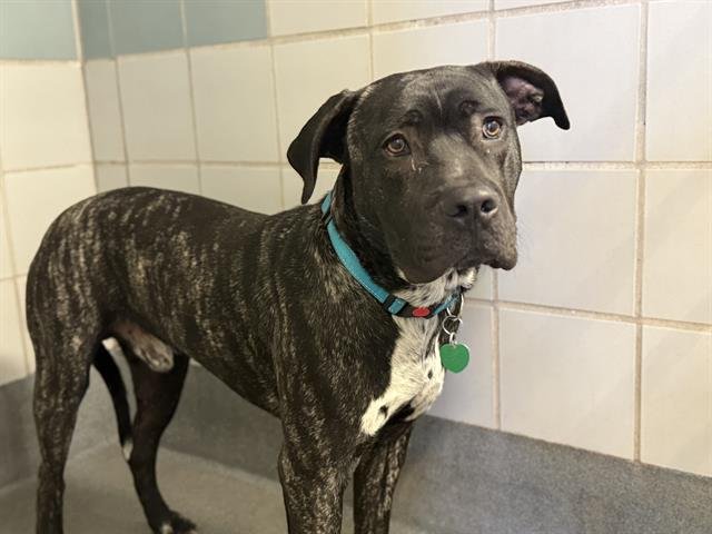 BUDDY - American Staffordshire Terrier available for adoption