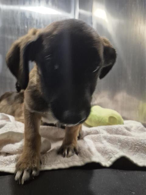 STITCH - Belgian Shepherd Malinois available for adoption