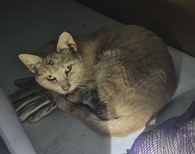 SIMBA - Domestic Short Hair available for adoption