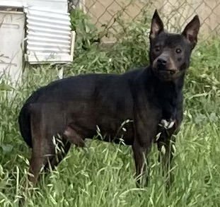 JACK - Terrier available for adoption